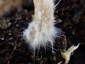 ( - HAY-F-002330)  @11 [ ] by-nc (2023) Dean Lyons Fungal Diversity Survey