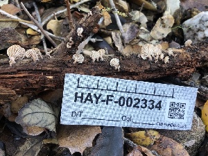  ( - HAY-F-002334)  @11 [ ] by-nc (2023) Dean Lyons Fungal Diversity Survey