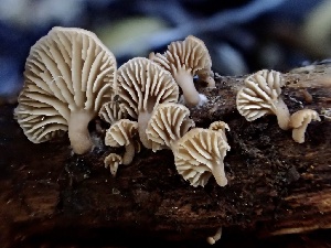  (Lentinellus - HAY-F-002334)  @11 [ ] by-nc (2023) Dean Lyons Fungal Diversity Survey