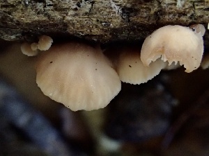  ( - HAY-F-002334)  @11 [ ] by-nc (2023) Dean Lyons Fungal Diversity Survey