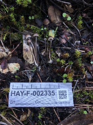  ( - HAY-F-002335)  @11 [ ] by-nc (2023) Dean Lyons Fungal Diversity Survey