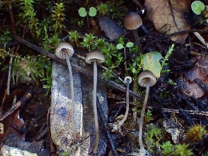  ( - HAY-F-002335)  @11 [ ] by-nc (2023) Dean Lyons Fungal Diversity Survey