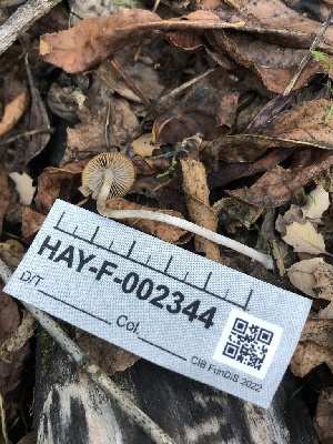  ( - HAY-F-002344)  @11 [ ] by-nc (2023) Dean Lyons Fungal Diversity Survey