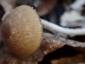  ( - HAY-F-002344)  @11 [ ] by-nc (2023) Dean Lyons Fungal Diversity Survey