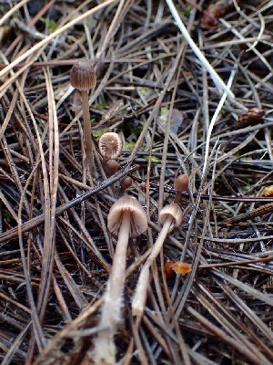  (Mycena sp. capillaripes-02 - HAY-F-002348)  @11 [ ] by-nc (2023) Dean Lyons Fungal Diversity Survey