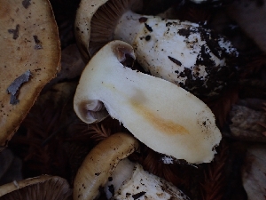  ( - HAY-F-008307)  @11 [ ] by-nc (2023) Sadie Hickey Fungal Diversity Survey