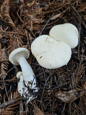  ( - HAY-F-006756)  @11 [ ] by (2023) Mandy Hackney Fungal Diversity Survey