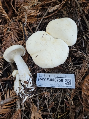 ( - HAY-F-006756)  @11 [ ] by (2023) Mandy Hackney Fungal Diversity Survey