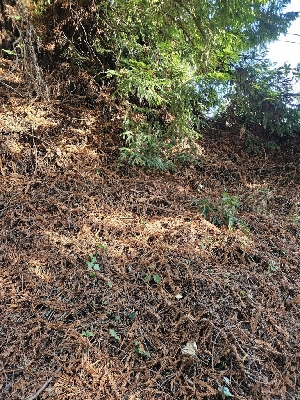  ( - HAY-F-006756)  @11 [ ] by (2023) Mandy Hackney Fungal Diversity Survey