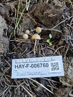 ( - HAY-F-006760)  @11 [ ] by (2023) Mandy Hackney Fungal Diversity Survey