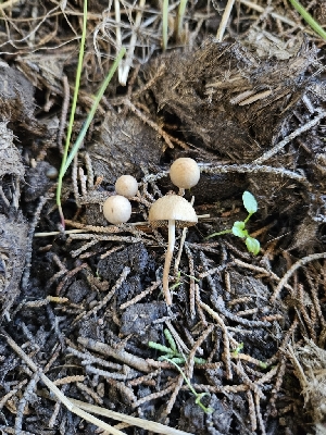  ( - HAY-F-006760)  @11 [ ] by (2023) Mandy Hackney Fungal Diversity Survey