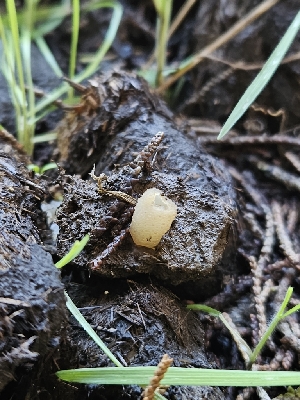  (Peziza sp. PNW04 - HAY-F-006761)  @11 [ ] by (2023) Mandy Hackney Fungal Diversity Survey