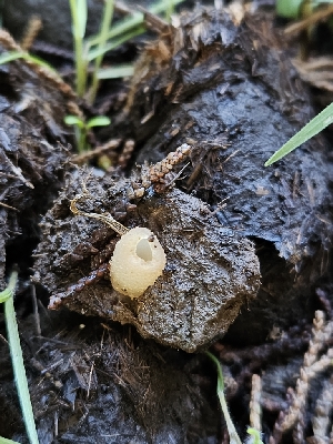  ( - HAY-F-006761)  @11 [ ] by (2023) Mandy Hackney Fungal Diversity Survey