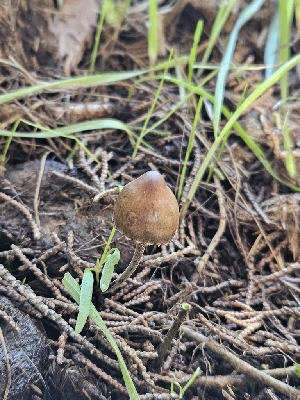  ( - HAY-F-006762)  @11 [ ] by (2023) Mandy Hackney Fungal Diversity Survey