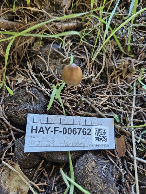  ( - HAY-F-006762)  @11 [ ] by (2023) Mandy Hackney Fungal Diversity Survey
