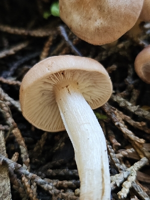  (Rhodocybe nuciolens - HAY-F-006763)  @11 [ ] by (2023) Mandy Hackney Fungal Diversity Survey