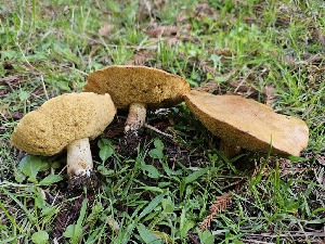  ( - HAY-F-006765)  @11 [ ] by (2023) Mandy Hackney Fungal Diversity Survey