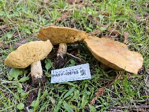  ( - HAY-F-006765)  @11 [ ] by (2023) Mandy Hackney Fungal Diversity Survey