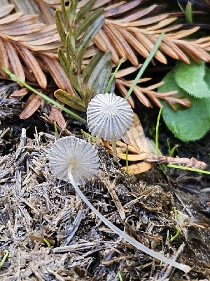  (Narcissea delicata - HAY-F-006766)  @11 [ ] by (2023) Mandy Hackney Fungal Diversity Survey