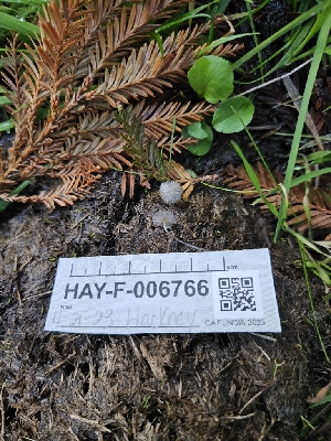  ( - HAY-F-006766)  @11 [ ] by (2023) Mandy Hackney Fungal Diversity Survey