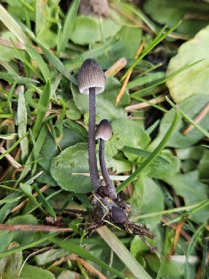  ( - HAY-F-006748)  @11 [ ] by (2023) Mandy Hackney Fungal Diversity Survey