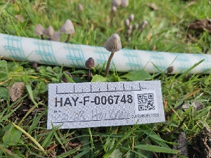  ( - HAY-F-006748)  @11 [ ] by (2023) Mandy Hackney Fungal Diversity Survey