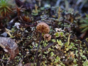  ( - HAY-F-008315)  @11 [ ] by-nc (2023) Sadie Hickey Fungal Diversity Survey