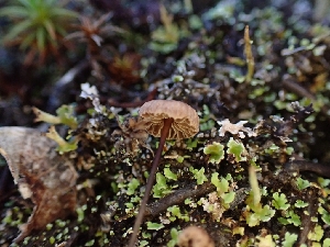  ( - HAY-F-008315)  @11 [ ] by-nc (2023) Sadie Hickey Fungal Diversity Survey