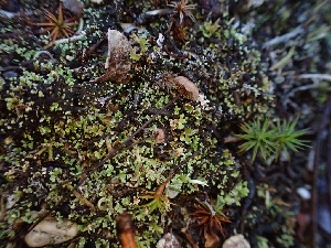  ( - HAY-F-008315)  @11 [ ] by-nc (2023) Sadie Hickey Fungal Diversity Survey