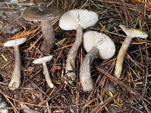  ( - HAY-F-007649)  @11 [ ] by-nc (2023) Damon Tighe Fungal Diversity Survey