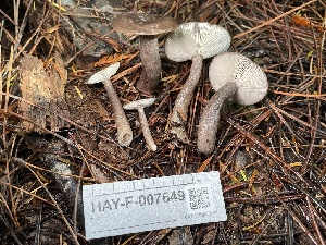  ( - HAY-F-007649)  @11 [ ] by-nc (2023) Damon Tighe Fungal Diversity Survey