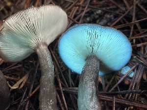  ( - HAY-F-007649)  @11 [ ] by-nc (2023) Damon Tighe Fungal Diversity Survey