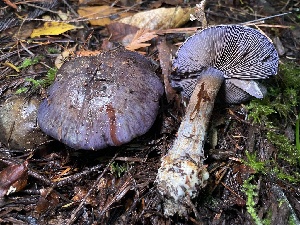  ( - HAY-F-007646)  @11 [ ] by-nc (2023) Damon Tighe Fungal Diversity Survey