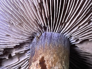  ( - HAY-F-007646)  @11 [ ] by-nc (2023) Damon Tighe Fungal Diversity Survey