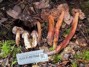 ( - HAY-F-007644)  @11 [ ] by-nc (2023) Damon Tighe Fungal Diversity Survey