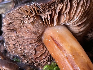  ( - HAY-F-007644)  @11 [ ] by-nc (2023) Damon Tighe Fungal Diversity Survey