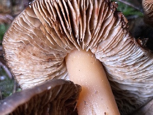  ( - HAY-F-007644)  @11 [ ] by-nc (2023) Damon Tighe Fungal Diversity Survey