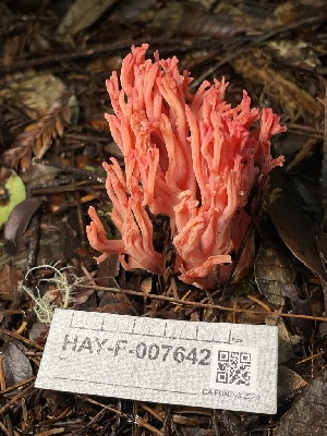  ( - HAY-F-007642)  @11 [ ] by-nc (2023) Damon Tighe Fungal Diversity Survey