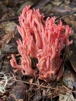  ( - HAY-F-007642)  @11 [ ] by-nc (2023) Damon Tighe Fungal Diversity Survey