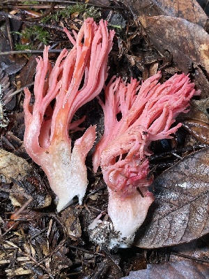  ( - HAY-F-007642)  @11 [ ] by-nc (2023) Damon Tighe Fungal Diversity Survey