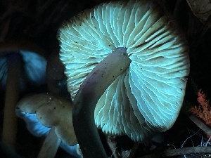 ( - HAY-F-007641)  @11 [ ] by-nc (2023) Damon Tighe Fungal Diversity Survey