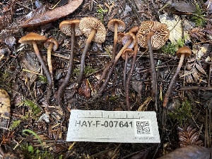 ( - HAY-F-007641)  @11 [ ] by-nc (2023) Damon Tighe Fungal Diversity Survey