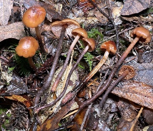  ( - HAY-F-007641)  @11 [ ] by-nc (2023) Damon Tighe Fungal Diversity Survey