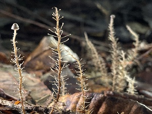  ( - HAY-F-007651)  @11 [ ] by-nc (2023) Damon Tighe Fungal Diversity Survey