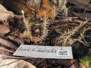  ( - HAY-F-007651)  @11 [ ] by-nc (2023) Damon Tighe Fungal Diversity Survey