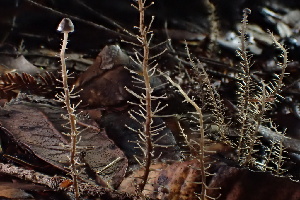  ( - HAY-F-007651)  @11 [ ] by-nc (2023) Damon Tighe Fungal Diversity Survey