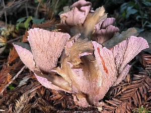  (Gomphus sp. PNW01 - HAY-F-007652)  @11 [ ] by-nc (2023) Damon Tighe Fungal Diversity Survey