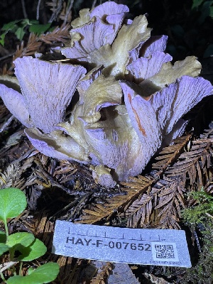  ( - HAY-F-007652)  @11 [ ] by-nc (2023) Damon Tighe Fungal Diversity Survey