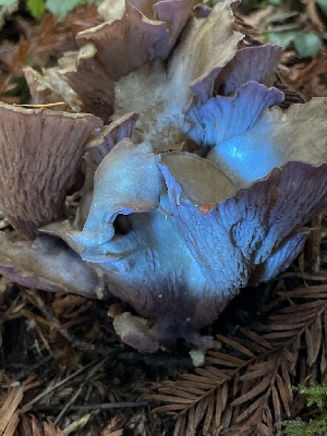  ( - HAY-F-007652)  @11 [ ] by-nc (2023) Damon Tighe Fungal Diversity Survey