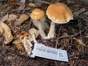 (Cortinarius sp. Harrower7b - HAY-F-007653)  @11 [ ] by-nc (2023) Damon Tighe Fungal Diversity Survey